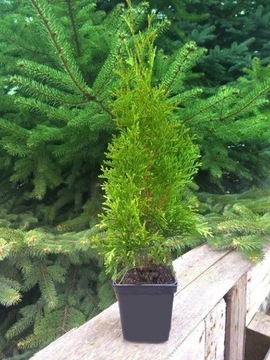 TUJA SZMARAGD 15-25cm PROMOCJA!!! Thuja POLSKA