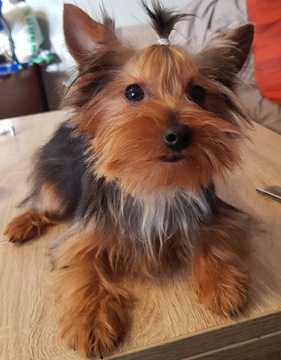 Yorkshire terrier, pies 2.6 kg