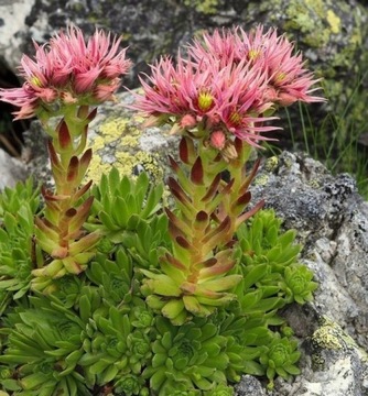 Rojnik Sempervivum montanum ssp carpaticum