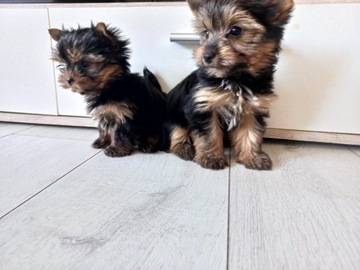 York Yorkshire terrier piesek mini stalowo złoty 