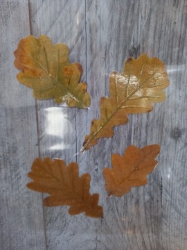 Jesienny liść DĄB SZYPUŁKOWY ususzony laminowany 