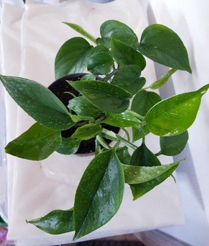 Epipremnum Jade Scindapsus zielony 6 pędowy do 25cm