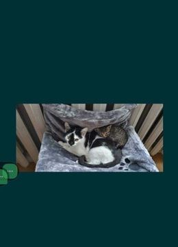Hamak, legowisko, łóżko dla kotów na grzejnik 