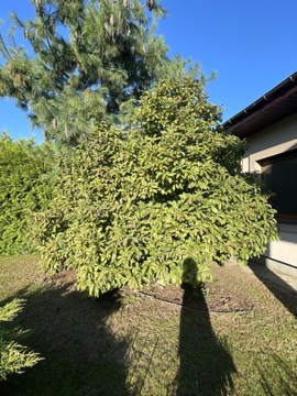 Magnolia drzewo/krzak