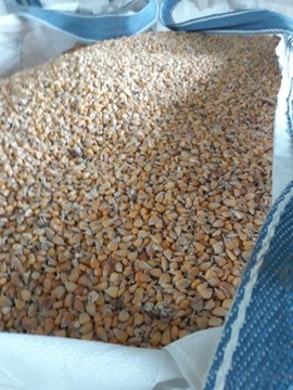 Kukurydza 25 kg pasza dla kur gołebi zaneta 