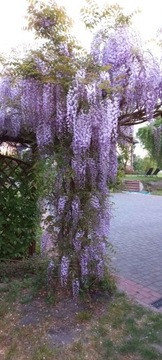 Glicynia Wisteria 200cm kwiat filetowo biały