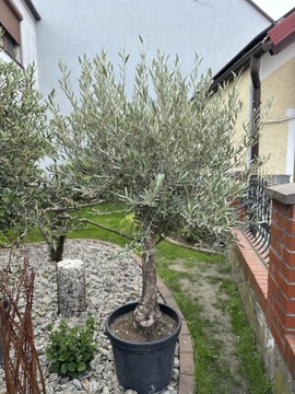 Drzewo oliwne 180-240 cm 