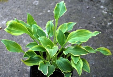 Funkia Hosta 'Golden Tiara' 018