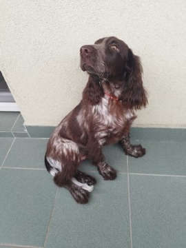 Szczeniak samiec polski spaniel myśliwski 