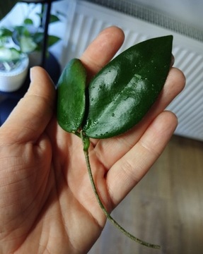 Hoya caudata sumatra 