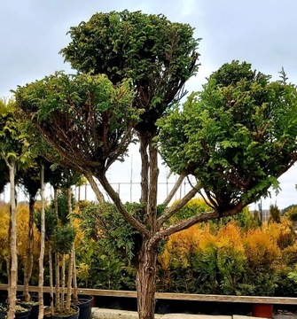 Bonsai doniczka Płock