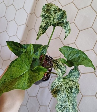 Syngonium mottled mojito