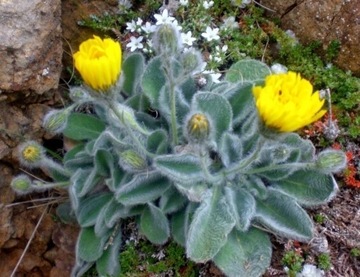 Hieracium bombycinum Jastrzębiec 