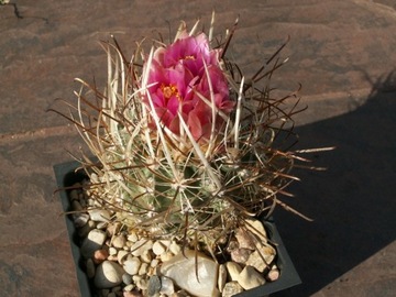 Sclerocactus spinosior SB 693 - 10 nasion