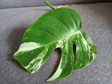 Monstera deliciosa variegata