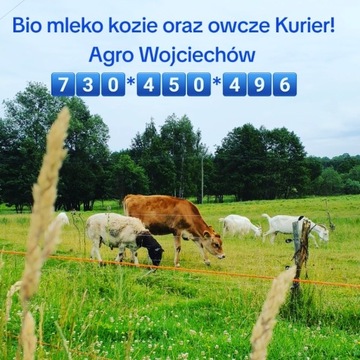 Mleko owcze ekonaturalne Kurier!