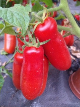 Pomidor Aurija Dwarf niski