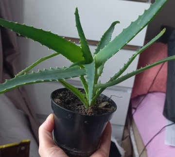 Aloes leczniczy drzewiasty