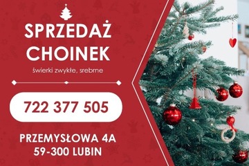 Choinki żywe, świerki zwykłe, srebrne