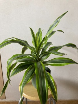 Dracena deremeńska (smocze drzewo)