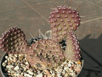 Opuntia x 'Coombe's Winter Glow' 2 - roślina