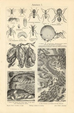 Zwierzęta cz. 8 oryginalne XIX w. grafiki