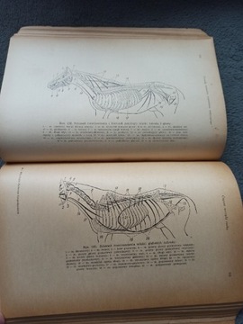 Fizjologia i anatomia zwierząt gospodarskich