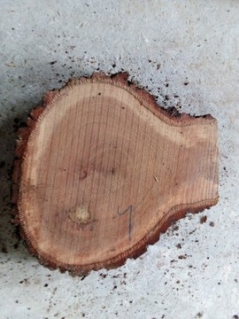 Krążek drewna dąb dębowy blat stolik loft taca 