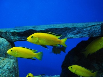 Labidochromis caeruleus Pyszczak Żółty Yellow