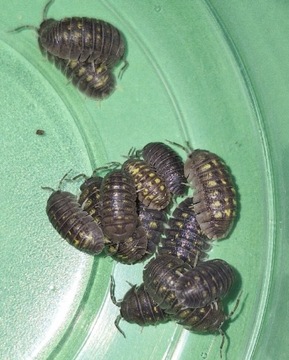 Kulanki Armadillidium granulatum