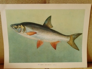 Boleń - ryby, rycina, plakat: 38.5/28.5