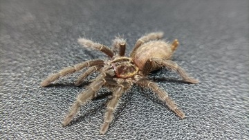 Heterothele villosella L5-L7 NS pająk/ptasznik
