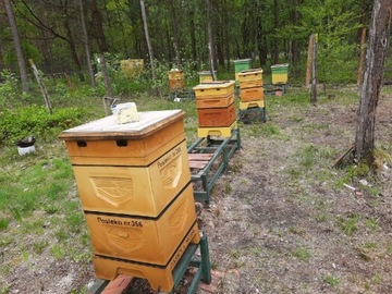 Pszczoły krainka linia Prima i Gema - 6 rodzin