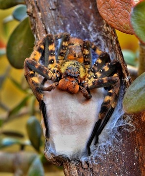 Heteropoda lunula l3/4