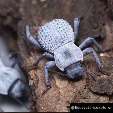 Asbolus verrucosus, Blue Death Feigning Beetle