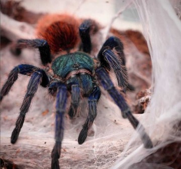 Chromatopelma cyaneopubescens L3