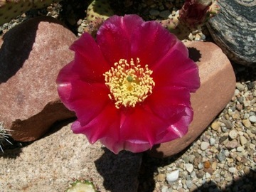 Opuntia X aurea 'Garnet Glow' - 1 segment