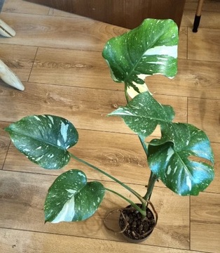 Monstera deliciosa thai constellation 