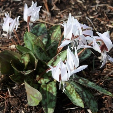 Psiząb / Erythronium dens-canis Snowflake