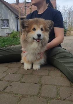 Welsh corgi pembroke piesek 