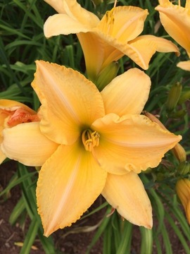 Liliowiec Hemerocallis Renata HF-061