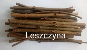 Przysmak dla GRYZONIA- gałązki LESZCZYNY 500 g 