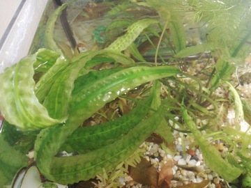 Kryptokoryna roślinka akwariowa
