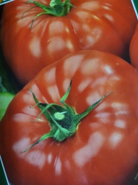 Sadzonki pomidora Faworyt