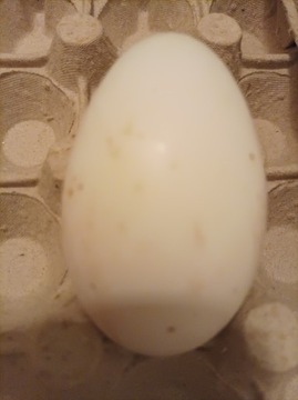 Jajka lęgowe gęsi z wolnego wybiegu 
