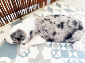 Szczeniak Border Collie Blue Merle rodowód hodowla