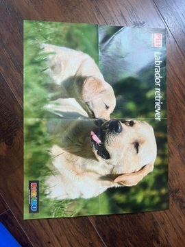 Plakat dwustronny pieski psy dog