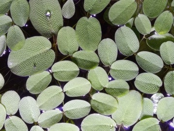 Salvinia Auriculata roślina akwariowa