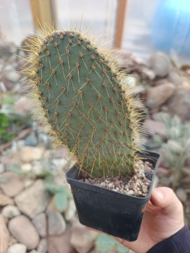 OPUNTIA GALAPAGEIA DUŻA 