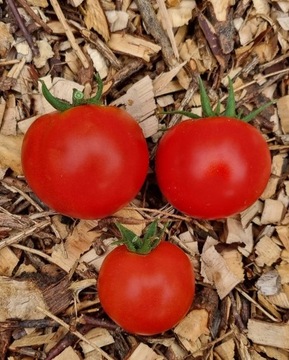 pomidor Siberian nasiona kolekcjonerskie